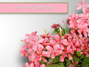 Flower background plant theme PPT template download