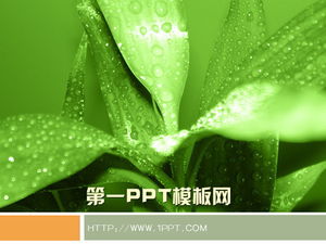 Download del modello PPT di sfondo della pianta verde