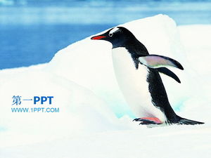 Antarctic penguins protect animals PPT template