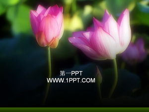 Delicate lotus PPT template download