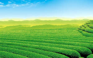 Immagine di sfondo PPT del paesaggio del giardino del tè della montagna del tè