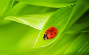 Cute ladybug slideshow background