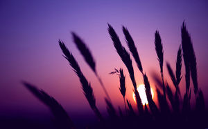 Dog tail grass PPT picture under the sunset