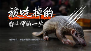 The life of an eaten pangolin! ——Wild animal protection theme ppt template