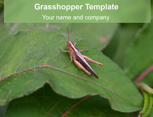 Locust close-up - insect ppt template