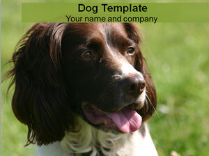 Cute dog ppt template on the grass