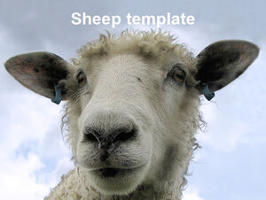 Little sheep ppt template