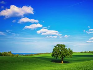 A picture of a tree on a seaside green grass slide