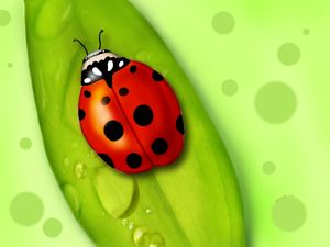 A view of the seven-star ladybug on a green leaf with dewdrops
