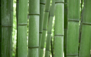Les glissades en bambou image de fond HD