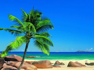 Beautiful coconut sea view ppt picture