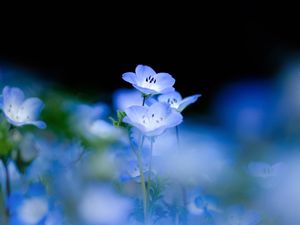 immagine di sfondo nebbioso floreale blu