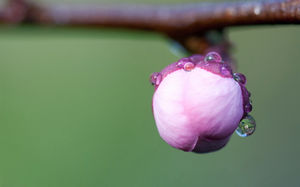 Budding buds ppt background picture