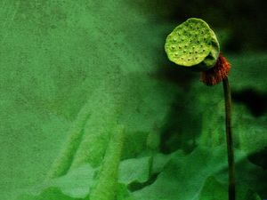 Chinese wind lotus leaf lotus green background picture