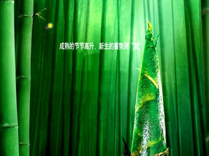 Raffreddare germogli di bambù modello ppt di bambù