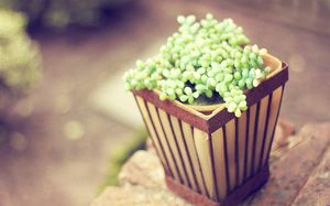 Elegant potted plant background picture