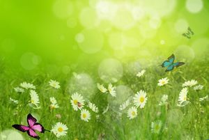 Flower Butterfly Green Elegant Background Image