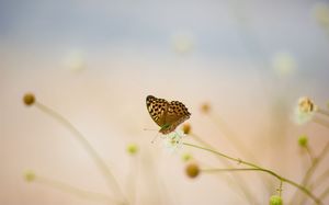 Flowers on the butterfly hazy background ppt picture