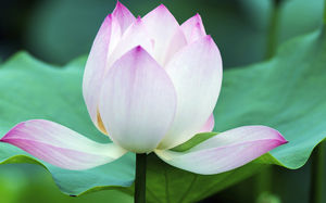 High color lotus background