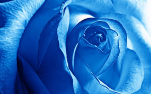 Large blue rose photo ppt picture