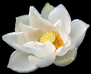 Large png lotus picture