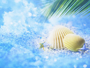 Nice shell blue background picture