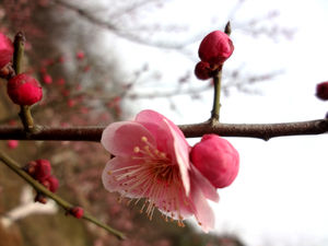Os Peach Blossom