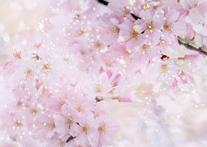 Pink peach background picture