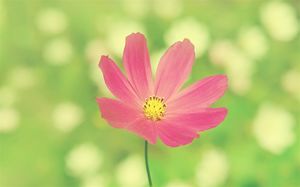 Pink petals peculiar green ppt background picture