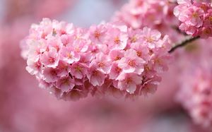 Pretty cherry blossom background picture