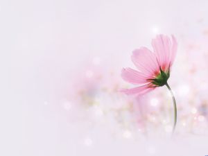 Pretty pink pink background picture