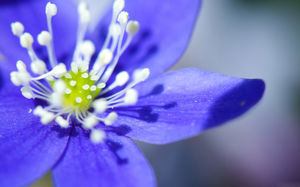 Purple flower digital desktop background image