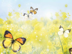 rapeseed flowers in the butterfly background picture