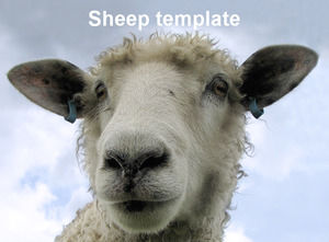 Small sheep ppt template