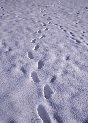 Snow footprints ppt background image