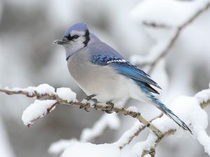 Snow in the picture of the bird