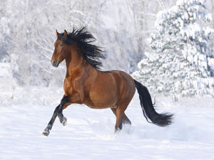 Neve in esecuzione il cavallo