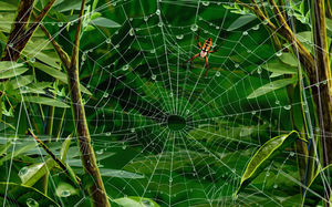 Örümcek Web HD arka plan resmi