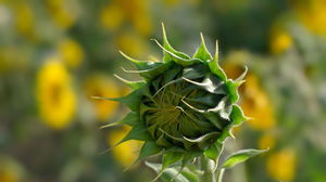 Sprouted sunflower ppt background image
