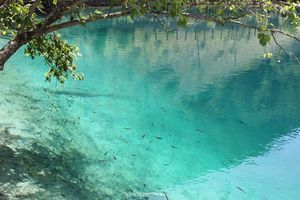 poissons du lac Translucide fond diapositive de natation