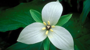 Beyaz Çiçek Petal Yüksek Çözünürlüklü Fotoğraf Galerisi ppt Arkaplan