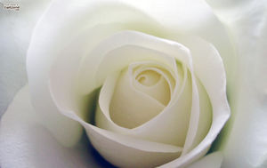 White roses Background