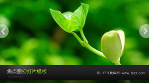 动态绿芽背景植物幻灯片模板下载