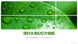 Green Fresh Leaf Water Droplets PowerPoint Template Download