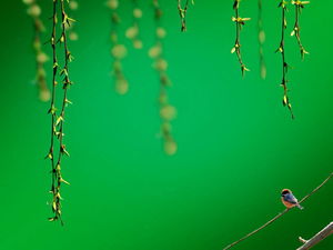 枝編み細工品スズメの背景「緑」PPTテンプレートのダウンロード