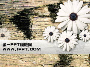 Download del modello PPT di sfondo della plancia di crisantemo