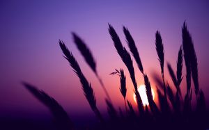 紫色の夕日の下で犬の尾草PPT画像