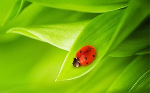 Green cute ladybug PPT background