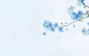 Mavi güzel ve zarif küçük çiçek PPT arka plan resmi
