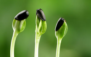 綠色種子發芽芽苗PPT背景圖片